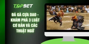 Đá Gà Cựa Dao - Khám Phá 3 Luật Cơ Bản Và Các Thuật Ngữ