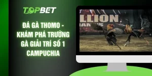 Đá Gà Thomo - Khám Phá Trường Gà Giải Trí Số 1 Campuchia