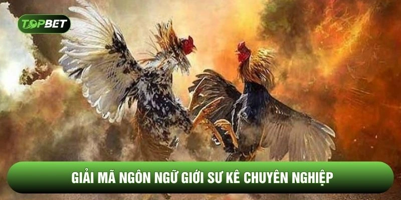 Giải mã ngôn ngữ giới sư kê chuyên nghiệp