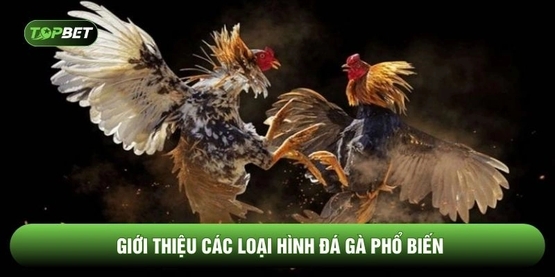 Giới thiệu các loại hình đá gà phổ biến