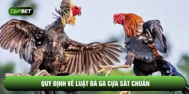 Quy định về luật đá gà cựa sắt chuẩn